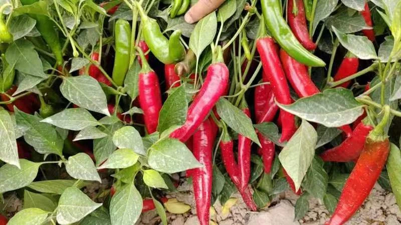 dried hot chilies