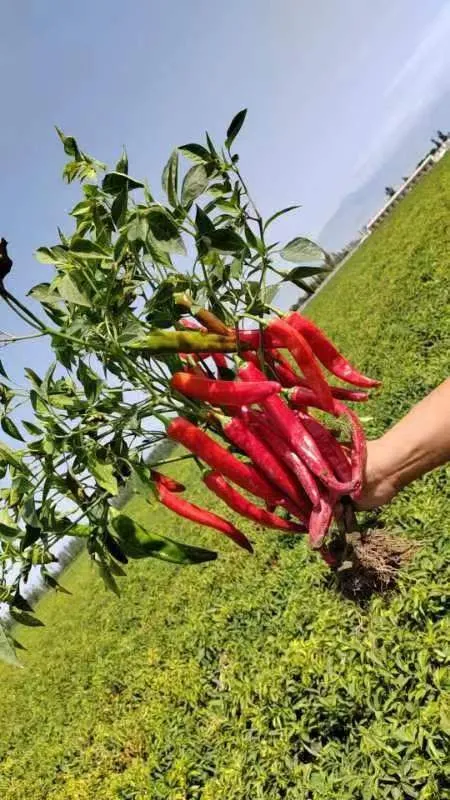 dried hot red pepper