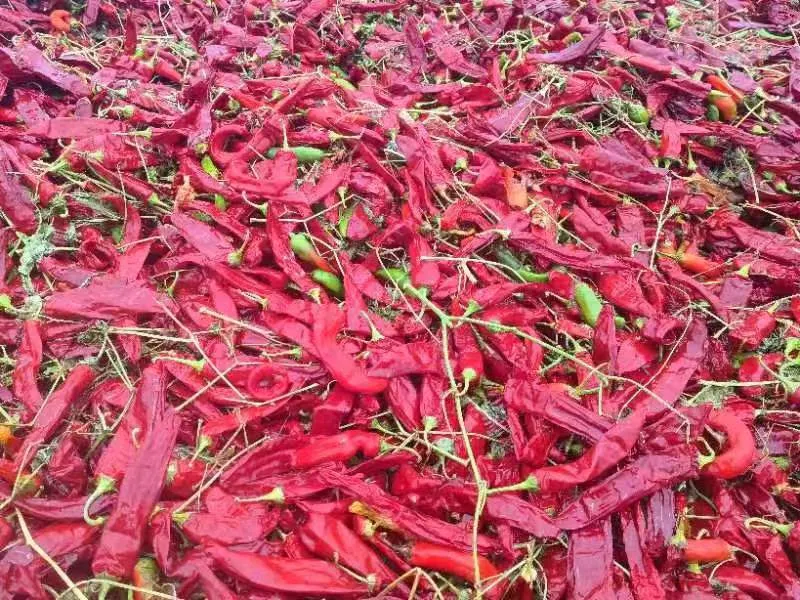 dried chili peppers for chili