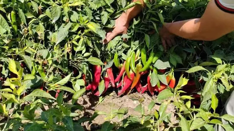 smoked and sweet paprika