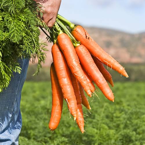 oleoresin capsicum for sale
