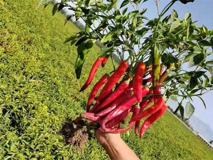 dried hot chili peppers