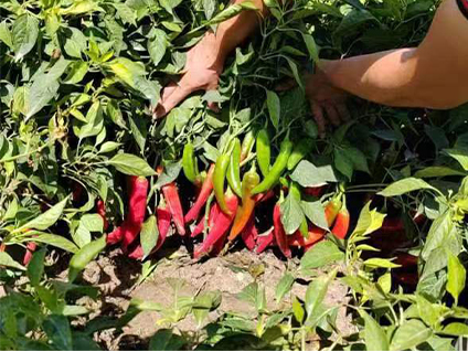 hot crushed peppers
