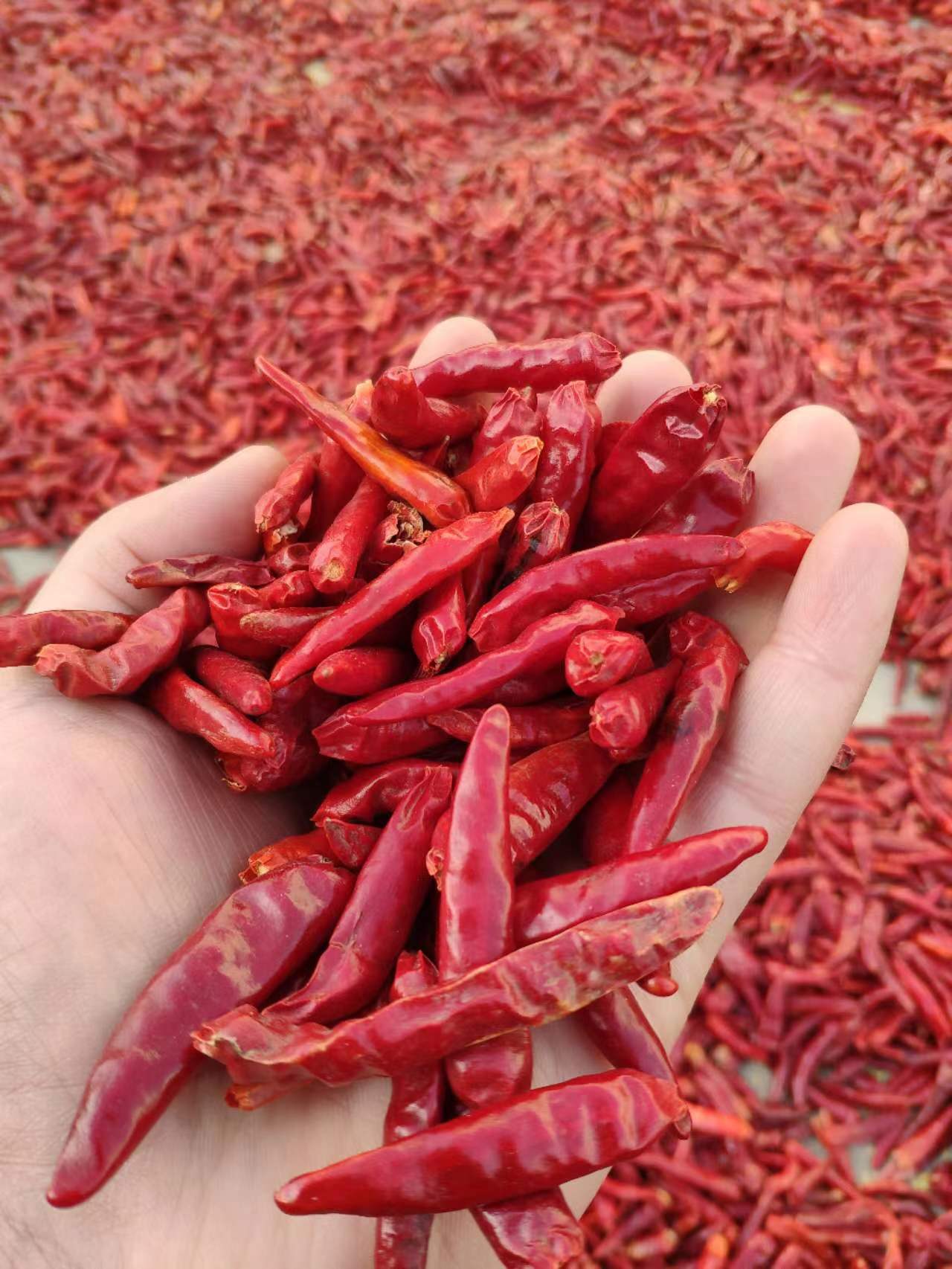 oleoresin capsicum for sale